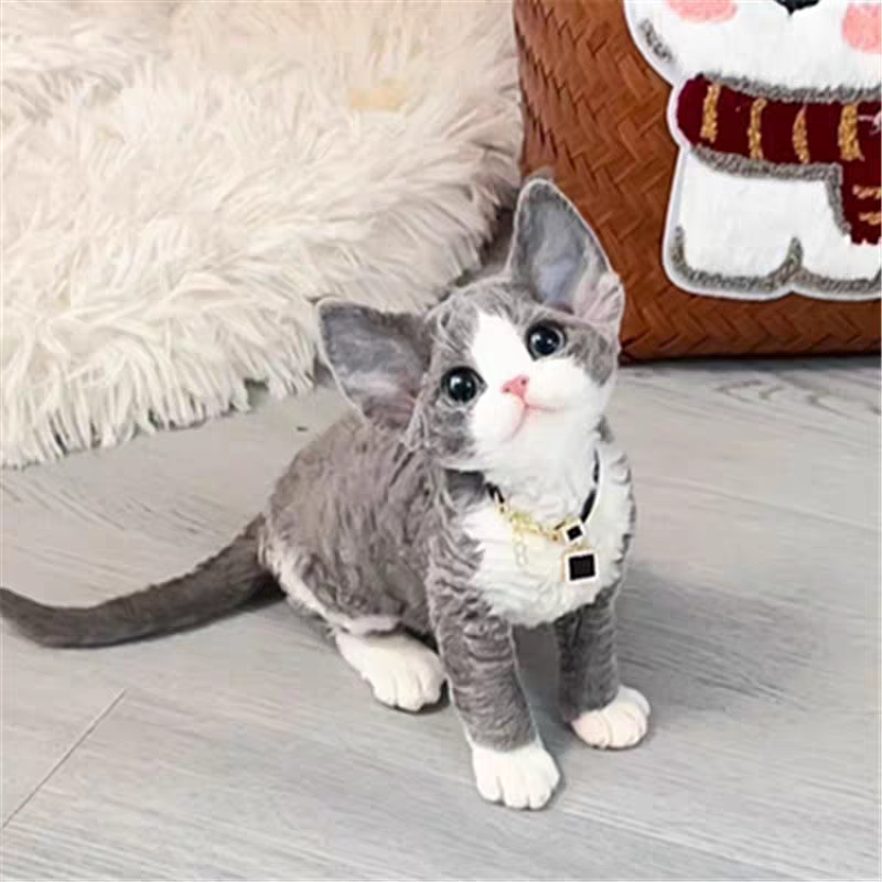 猫舍直销,批发价出售,德文卷毛猫